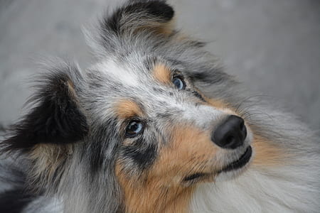 adult blue merle Rough collie thumbnail