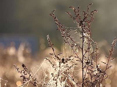 bokeh photography of web on plant taken at daytime thumbnail
