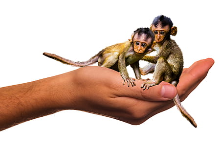 two monkeys on person's palm edited photo thumbnail