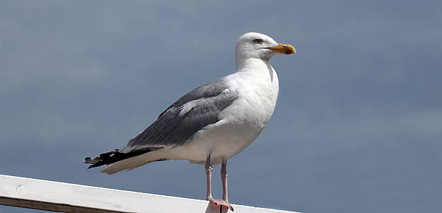 photo of white seagull thumbnail