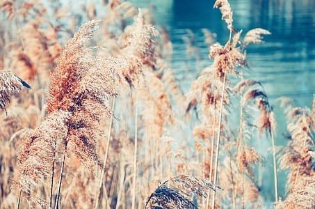 Shallow Focus Photo of Brown plants thumbnail