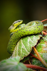 selective focus photography of green and black snake on green plant thumbnail