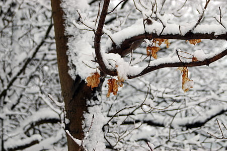 brown tree coated by snow thumbnail