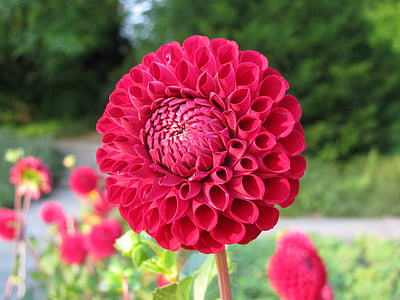 selective focus photography of pink flower thumbnail