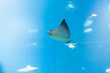 Stingray under the sea thumbnail