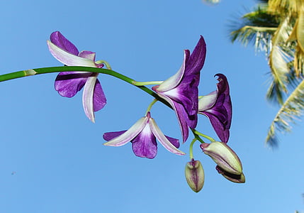 purple orchid selective photography thumbnail