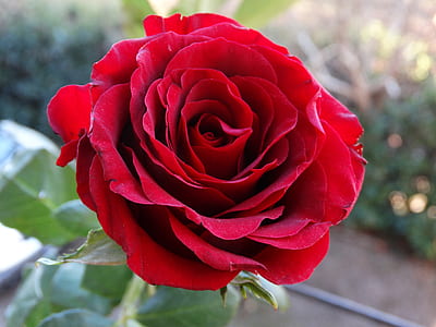 red rose close-up photography thumbnail