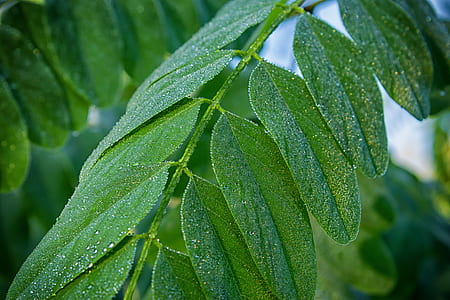 focus photography of green leaves thumbnail