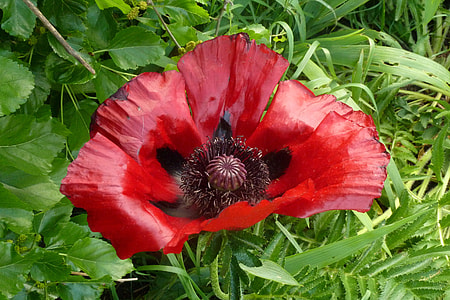 Poppy, Flower Gardens Deer Stetten thumbnail