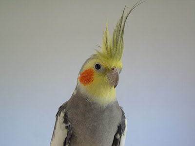 yellow and gray cockatiel near gray wall thumbnail