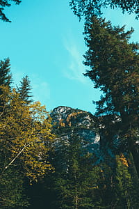 Worm's View of Green Trees thumbnail