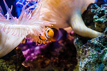clown fish thumbnail