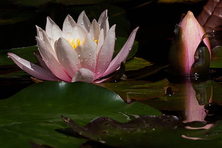 white lotus flower low light photography thumbnail