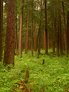 green forest during daytime thumbnail