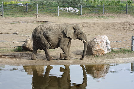 elephant walking ground thumbnail