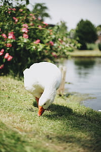 white duck beside body of water thumbnail