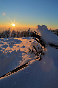 snow land surrounded by pine trees photo thumbnail