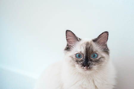 short-fur white cat with green eyes thumbnail