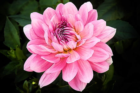 closeup photo of pink dahlia flower thumbnail