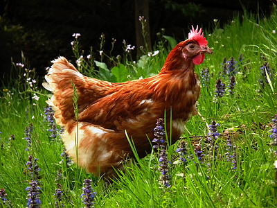 brown hen thumbnail
