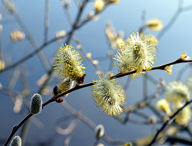 selective focus photography of green willow tree flowers thumbnail