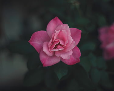 photo of pink petaled flowers thumbnail