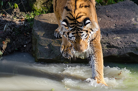 tiger on gray rock thumbnail