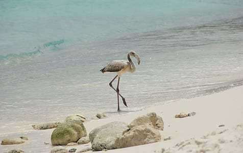 gray and black bird on seashore thumbnail
