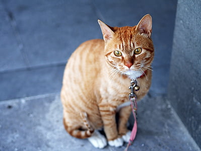 brown tabby cat thumbnail