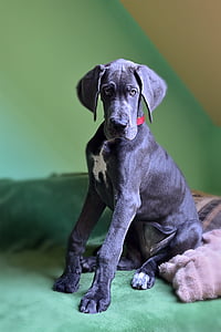 black and white great dane puppy sitting on brown textile thumbnail