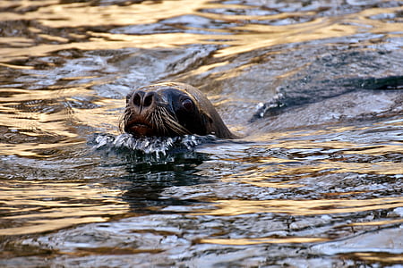 seal swimming on water closeup photography thumbnail