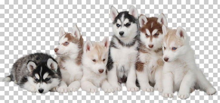 Siberian Husky Dalmatian Dog Morkie Shiba Inu Maltese Dog