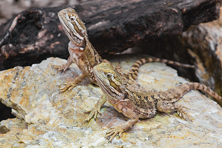 two Pagona lizards on stone thumbnail