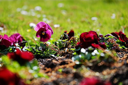 selective focus photo of purple petaled flowers thumbnail