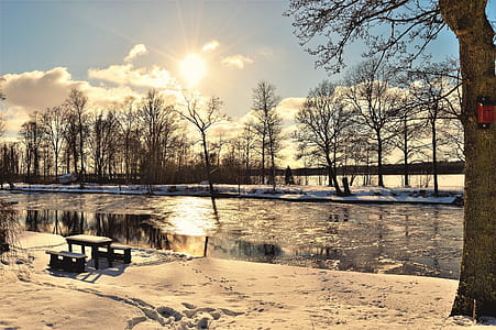 Bare Trees Near Body of Water thumbnail