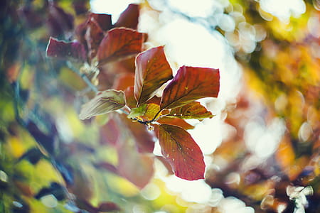 Selective Focus Photograph of Red Plant Leaf thumbnail