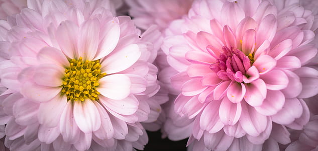 close up photo of pink petaled flowers thumbnail