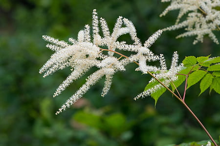 white Astilbe flowers thumbnail