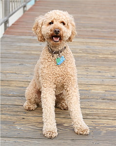 tan toy poodle sitting on brown wooden surface thumbnail