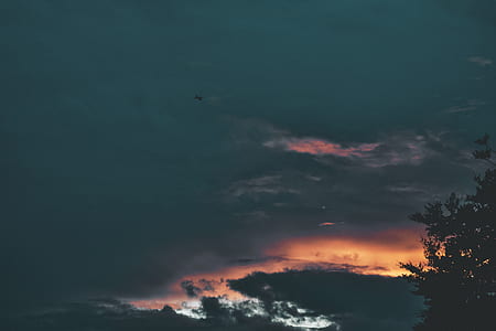 silhouette of tree during sunset thumbnail