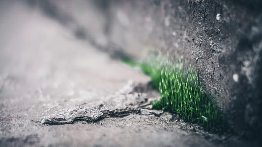 shallow focus photography of green plant thumbnail