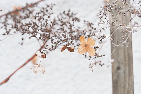 close-up photo of brown withered flowers thumbnail