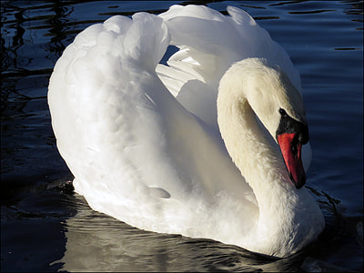 white swan closeup photography thumbnail