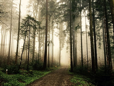 green leafed trees during daytime thumbnail