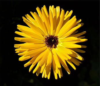 yellow flower thumbnail
