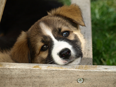 tilt shift lens photography of white and brown puppy thumbnail