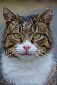 selective focus photography of brown tabby cat thumbnail