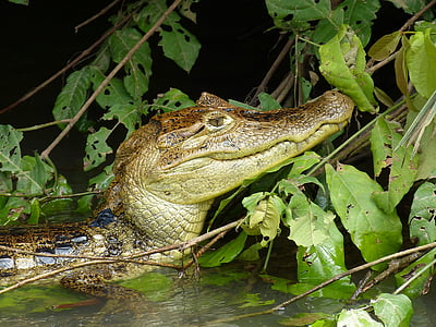 selective focus photography of alligator in body of water thumbnail