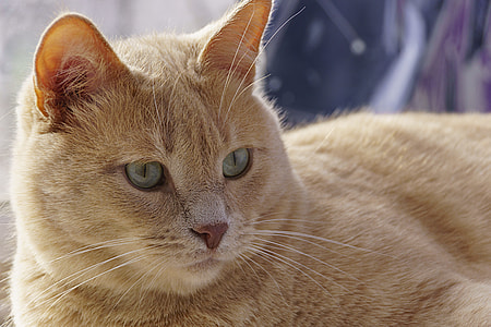 selective focus photography of orange tabby cat thumbnail
