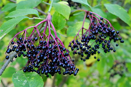 selective focus photography of round black fruit thumbnail